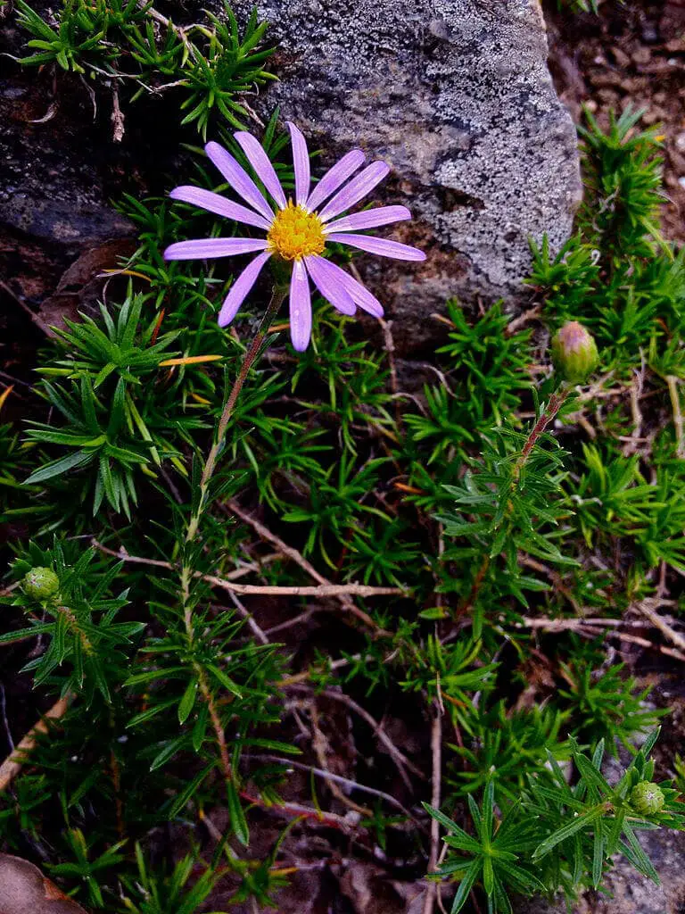 White Aster – Flax leaved
