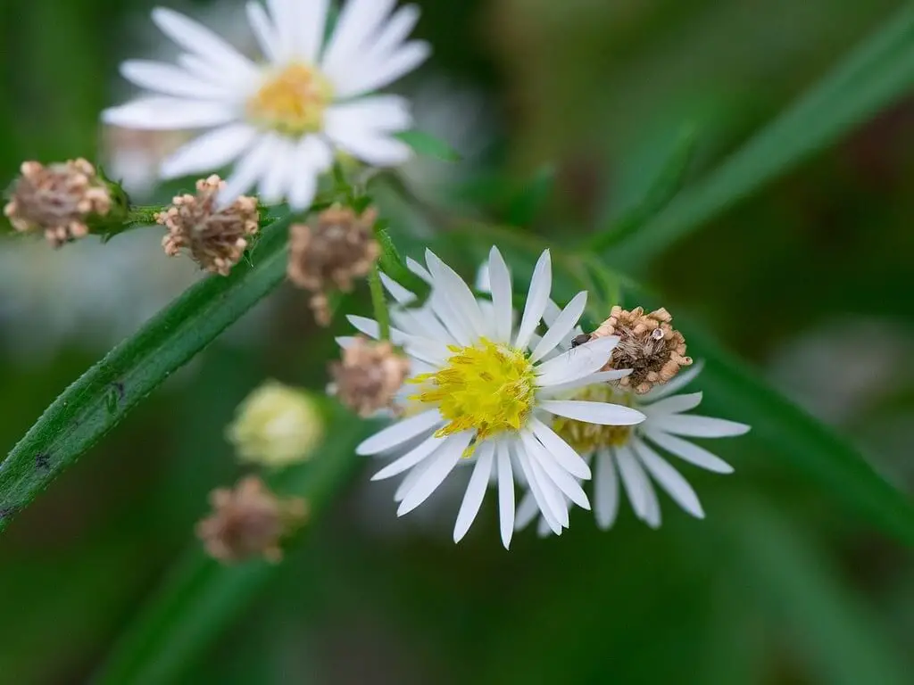 White Aster – Panicled