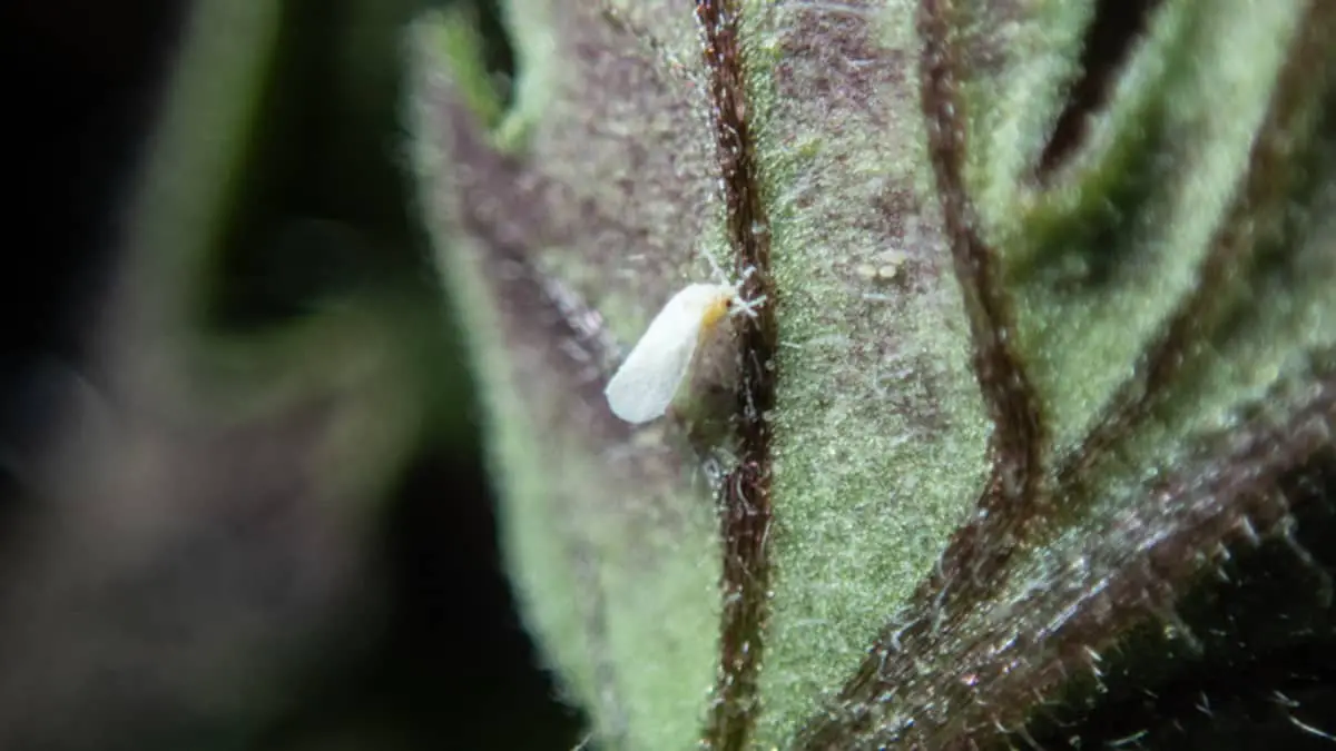 Whiteflies - Featured Image