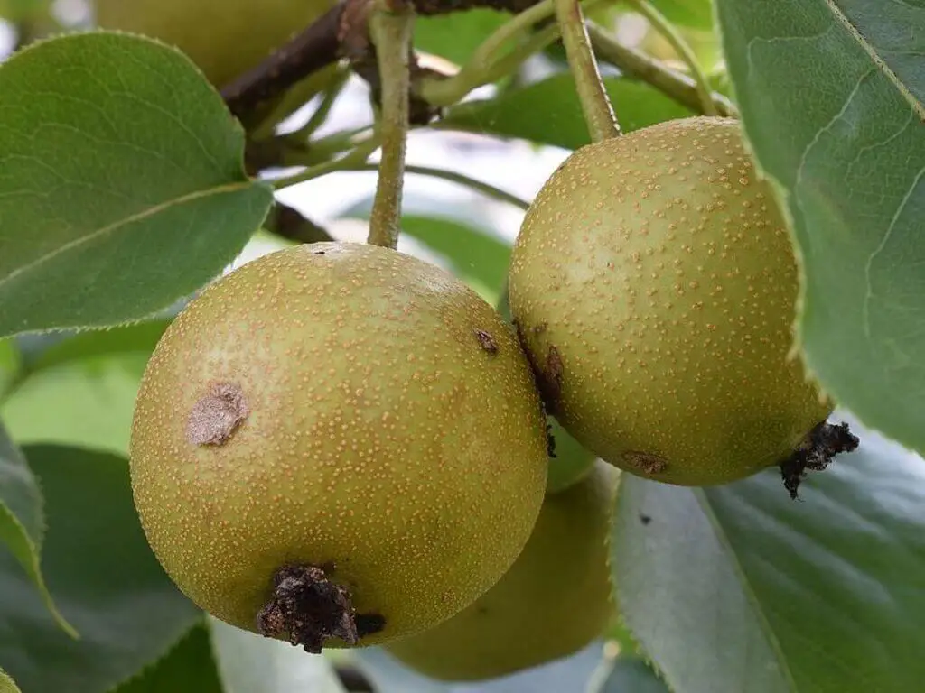 asian pear tree - Caring
