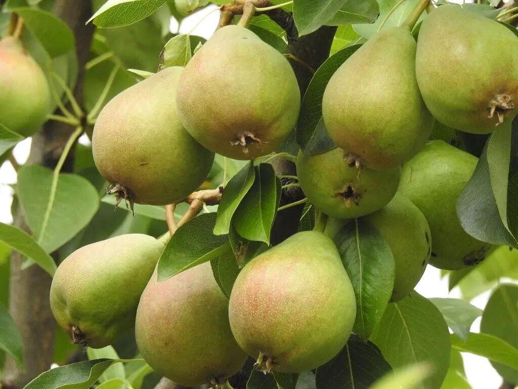 asian pear tree - Characteristics