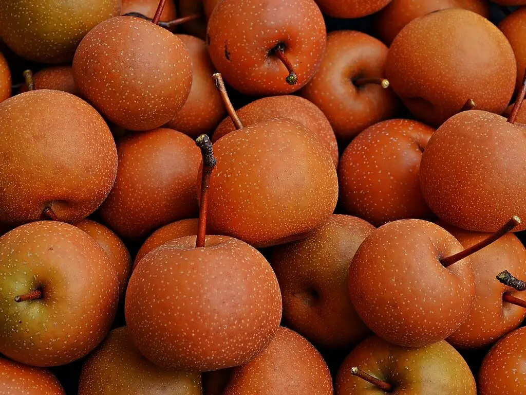 asian pear tree - Harvest