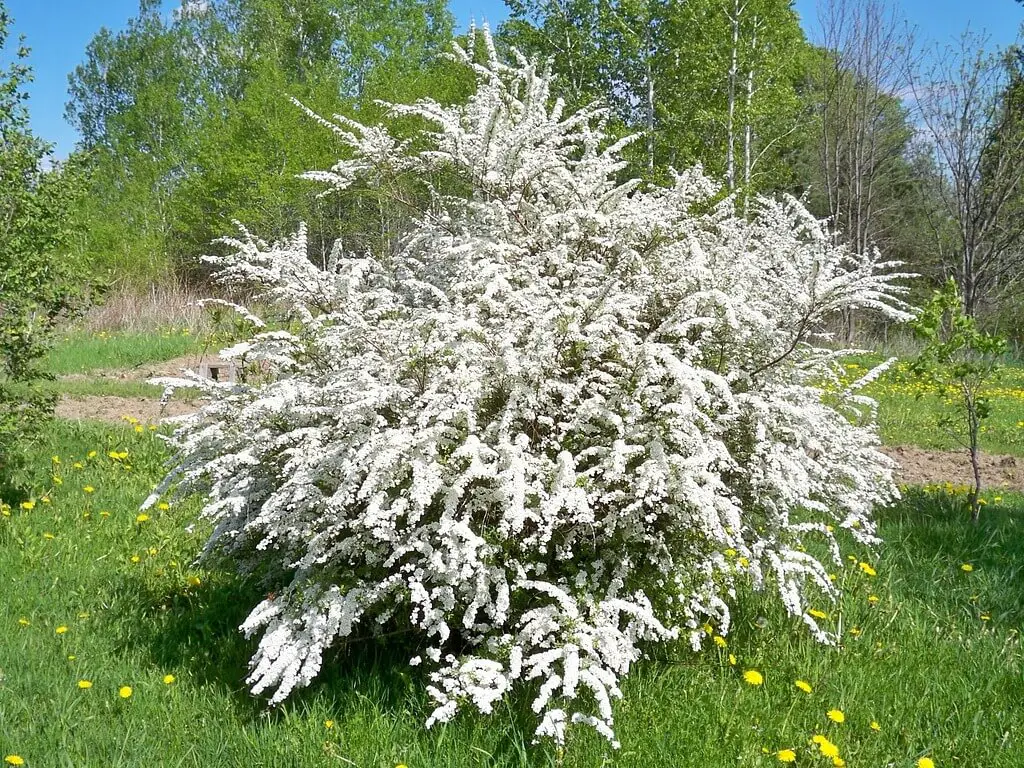 spirea bushes - Description 2