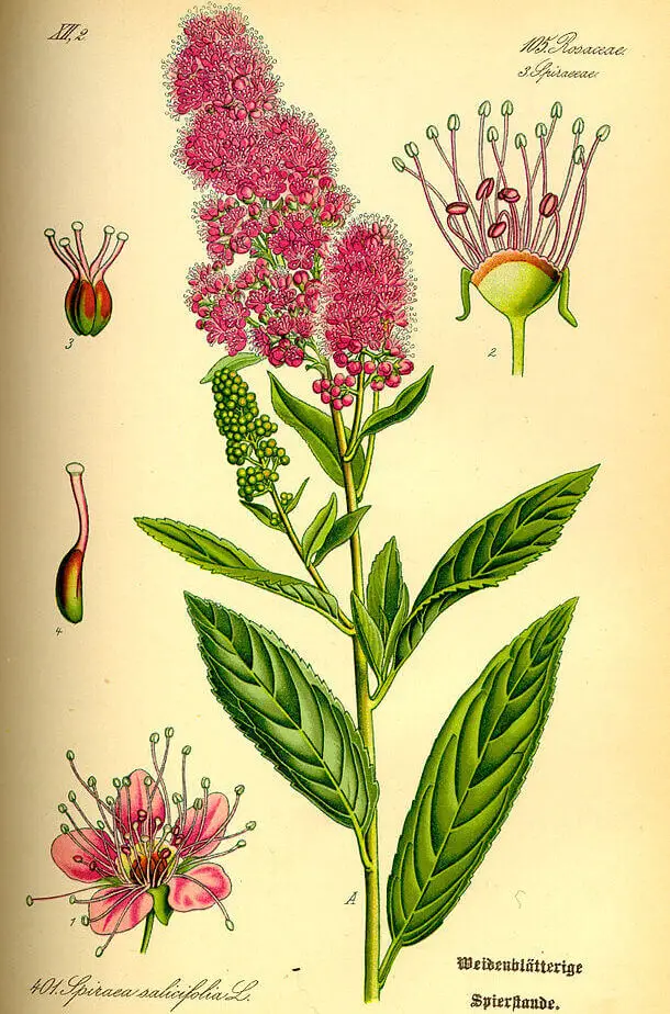 spirea bushes - Description