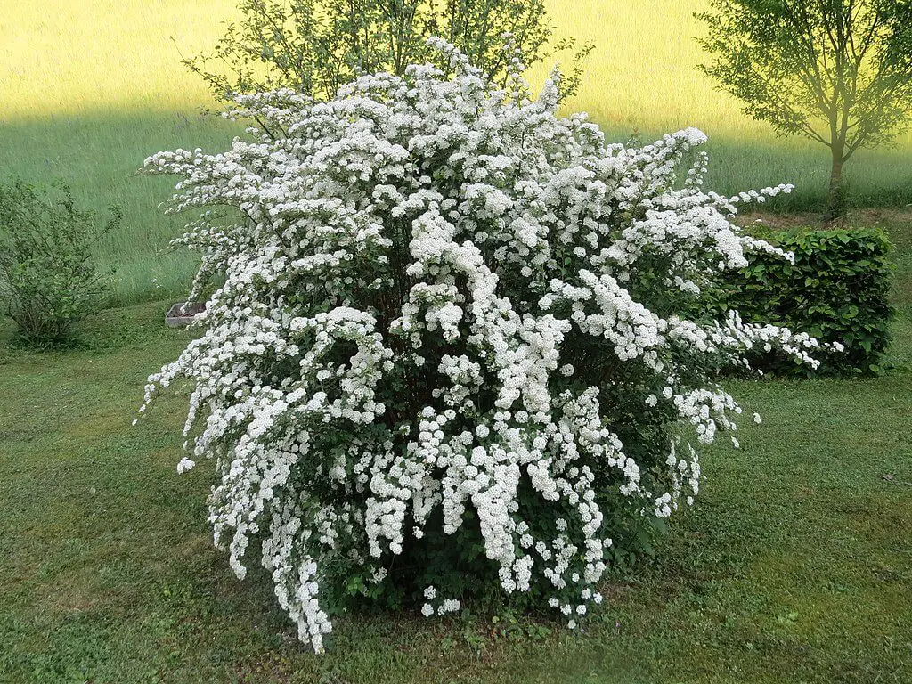 spirea bushes - Propagation