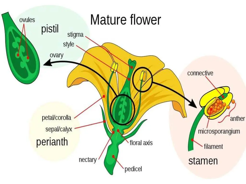 stock flower - Description