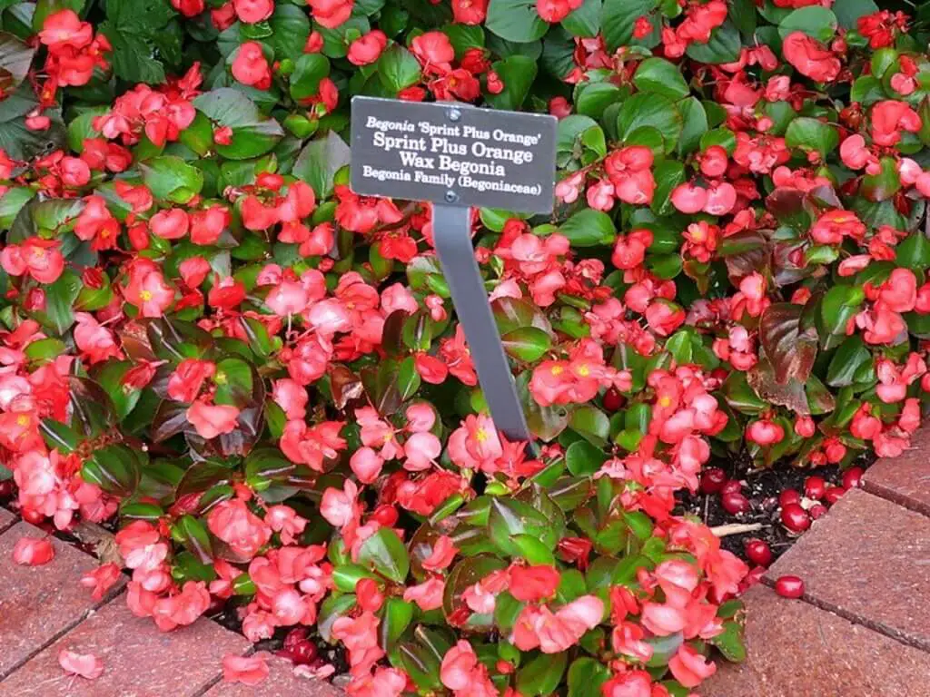 wax begonia - From cuttings