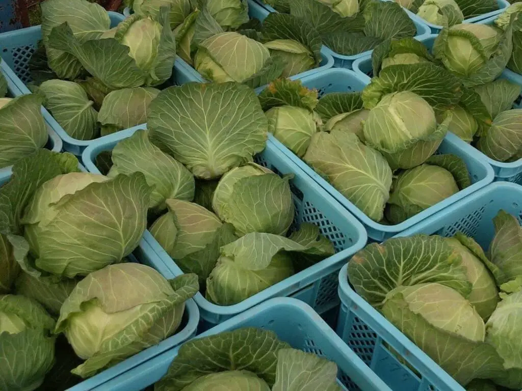Cabbage - Harvest
