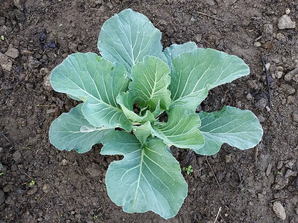 Cabbage - Propagation