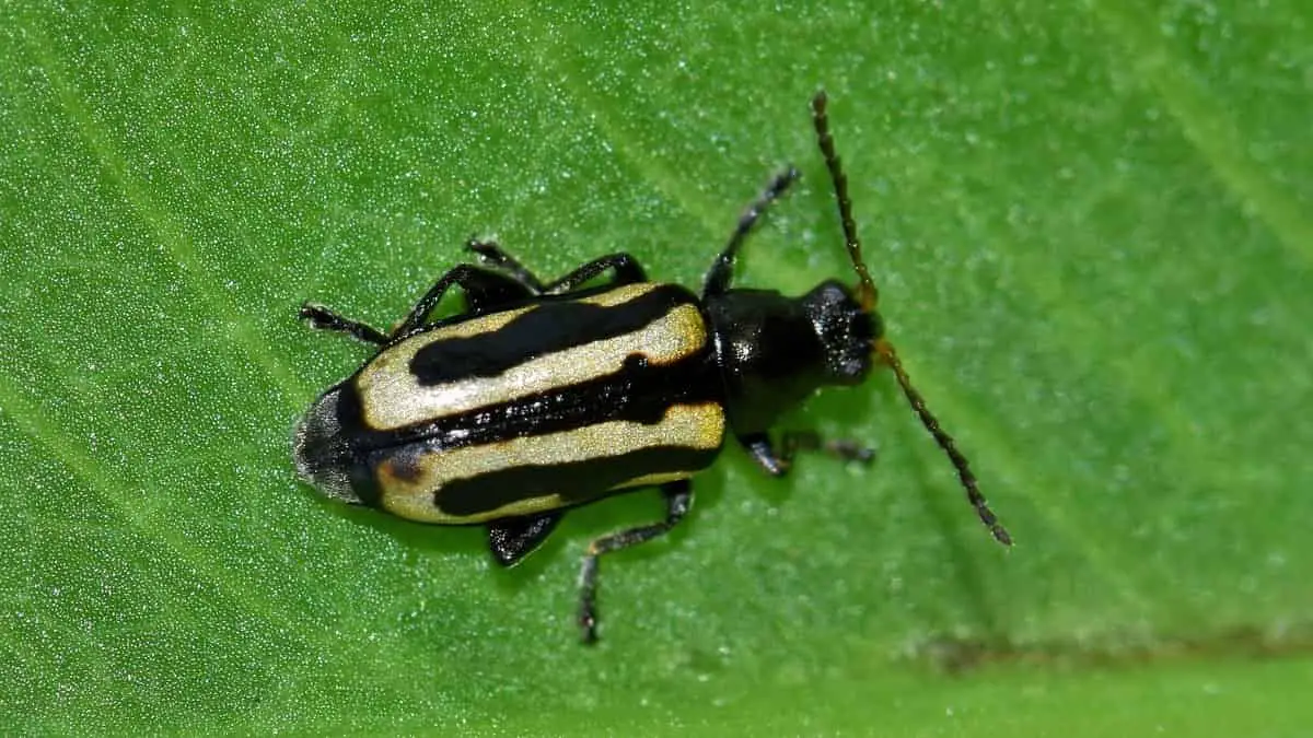 Flea Beetles - Featured Image