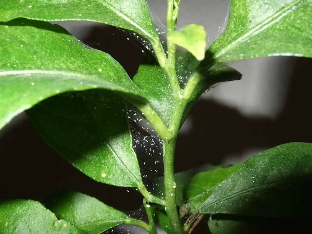 How Spider Mites Damage Plants