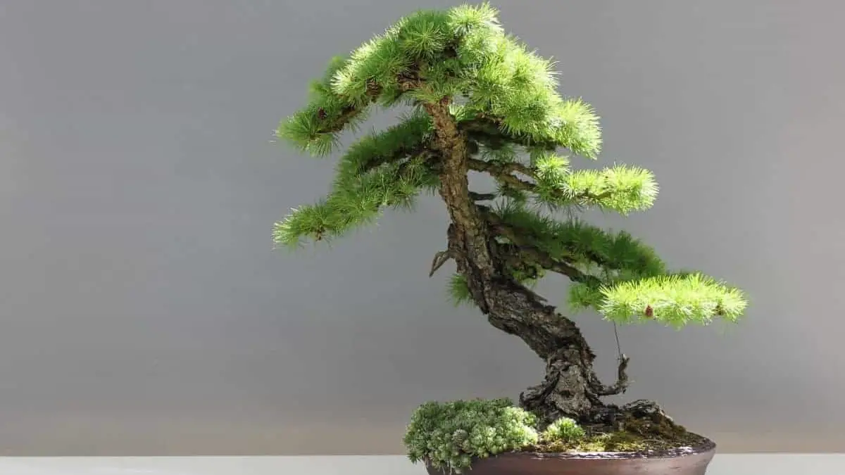 Ficus Bonsai - Featured Image