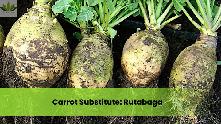 Carrot Substitute Rutabaga